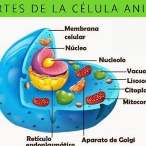 La célula y sus partes