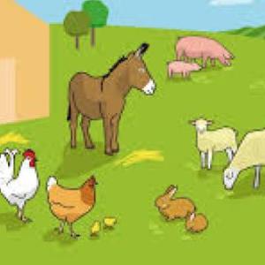 Memoria Animales Domésticos