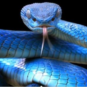 animales