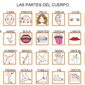 LAS PARTES DE TU CUERPO