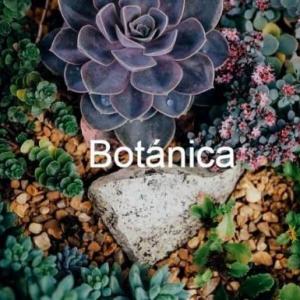 BOTÁNICA TIPOS DE ROSAS