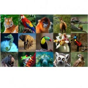 Fabulous animals
