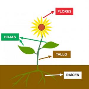LAS PLANTAS