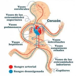 Aparato Circulatorio