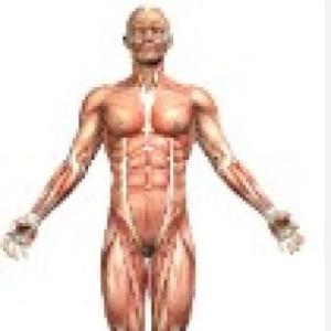 CUERPO HUMANO