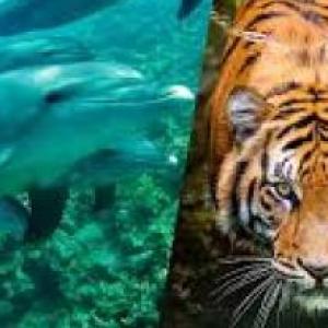 LOS ANIMALES