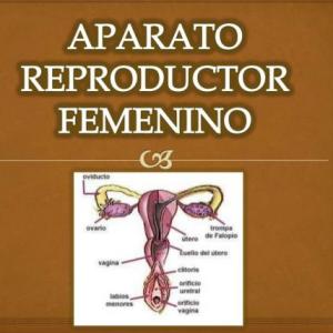 Aparato Reproductor Femenino