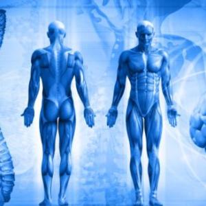 CUERPO HUMANO