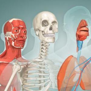 EL CUERPO HUMANO