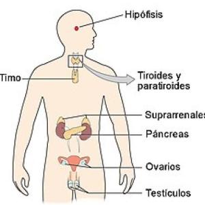 SISTEMA ENDOCRINO