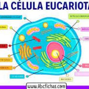 Tipos de Celulas