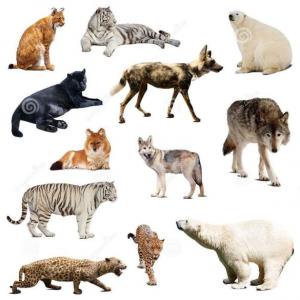 LOS ANIMALES DE LA CIENCIA