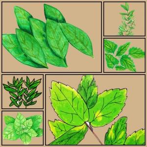 Uso Medicinal o Gastronómico de las Plantas Nativas