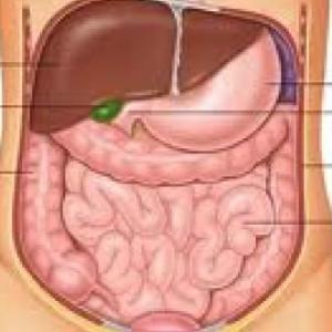 Estructuras anatómicas del sistema digestivo y urinario