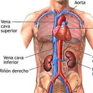 Imagen de portada del videojuego educativo: Estructuras anatómicas del sistema respiratorio y urinario., de la temática Salud