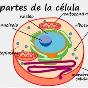 PARTES DE LA  CÉLULA  Y SU FUNCIÓN