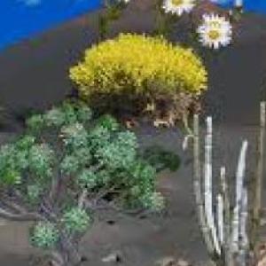 Flora canaria