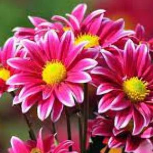 Flores