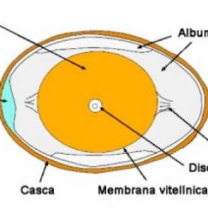 PREBIOTICOS - HUEVO