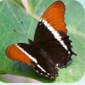 Trivia de las Mariposas