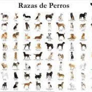 Razas de Perros