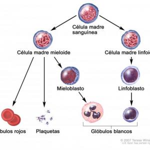 Hematopoyesis