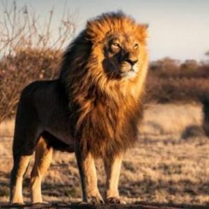 Los Animales de la selva