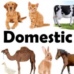 Domestic Animals 