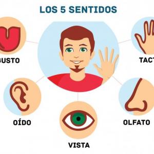 los cinco sentidos