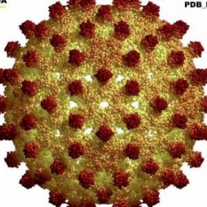 Hepatitis B