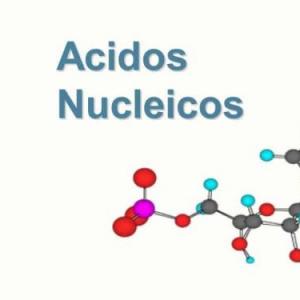 Los ácidos nucleicos
