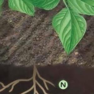 Cálculo de Nitrógeno a partir de la materia orgánica en el suelo