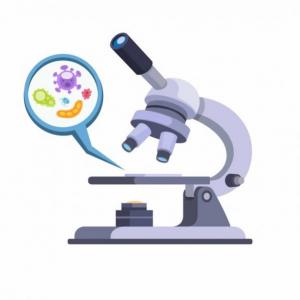 ¿Qué conforma un microscopio?