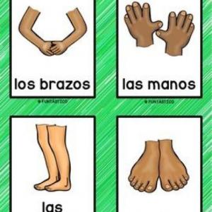 Partes del cuerpo 