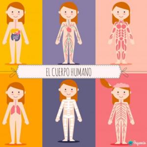 Sistemas del Cuerpo Humano