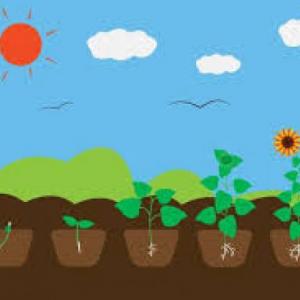 cuidemos las plantas