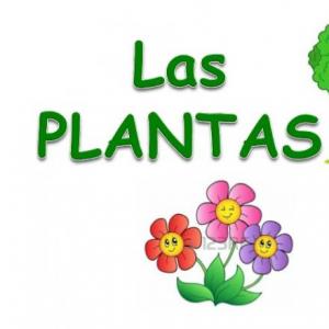 aprendiendo con las plantas