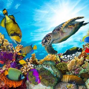 Hangman "Underwater life"