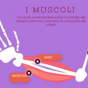 Huesos, músculos y sistema digestivo