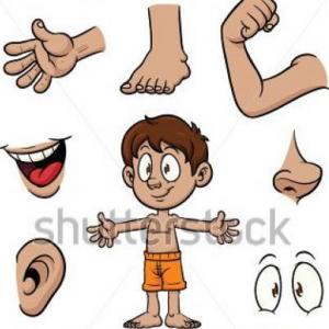 PARTES DEL CUERPO