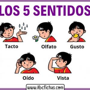 Los 5 Sentidos