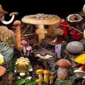 Aportaciones a la Miología