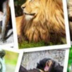 ANIMALES SALVAJES