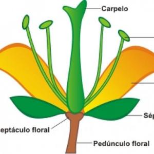 Aprende de las partes de la flor