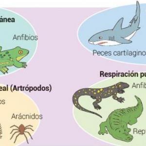 Respiración en animales