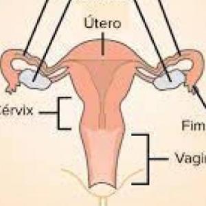 SISTEMA REPRODUCTOR FEMENINO