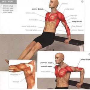 Imagen de portada del videojuego educativo: Ejercicios y Músculos, de la temática Deportes