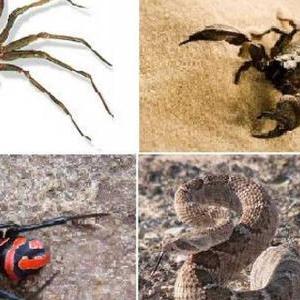animales ponzoñosos