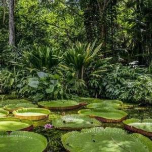 Descubre los animales de la selva