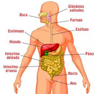 Aparato digestivo